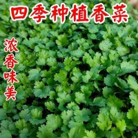香菜種子四季易種耐熱大葉香菜陽(yáng)臺(tái)盆栽種籽芫荽菜種大全蔬菜種子